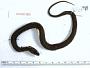 Thamnophis angustirostris