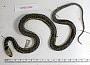 Thamnophis chrysocephalus