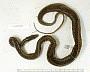 Thamnophis couchii