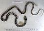 Thamnophis cyrtopsis cyrtopsis
