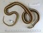 Thamnophis elegans elegans