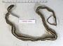 Thamnophis elegans