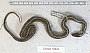 Thamnophis elegans
