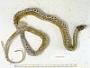 Thamnophis elegans vagrans