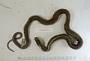 Thamnophis elegans vagrans