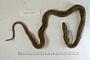 Thamnophis elegans vagrans