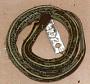 Thamnophis eques eques