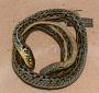 Thamnophis eques eques
