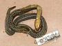 Thamnophis eques eques
