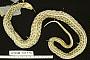 Thamnophis eques eques