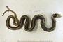 Thamnophis eques eques
