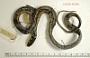 Thamnophis errans
