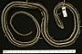 Thamnophis proximus