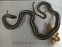 Thamnophis radix
