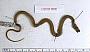 Thamnophis rufipunctatus
