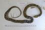 Thamnophis sumichrasti
