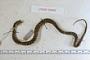 Thamnophis sumichrasti
