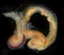Tharyx setigera