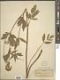 Thaspium aureum (L.) Nutt.