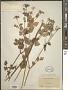 Thaspium sp.