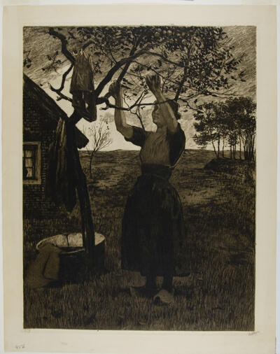 The Apple Tree