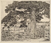 The Big Cedar