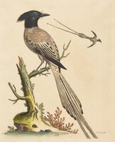 The Black and White Crested Bird of Paradise