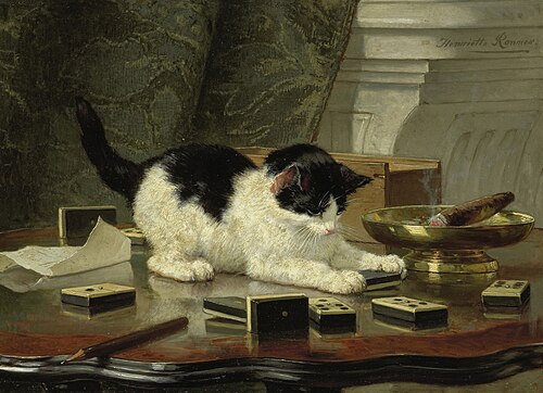 The cat at play