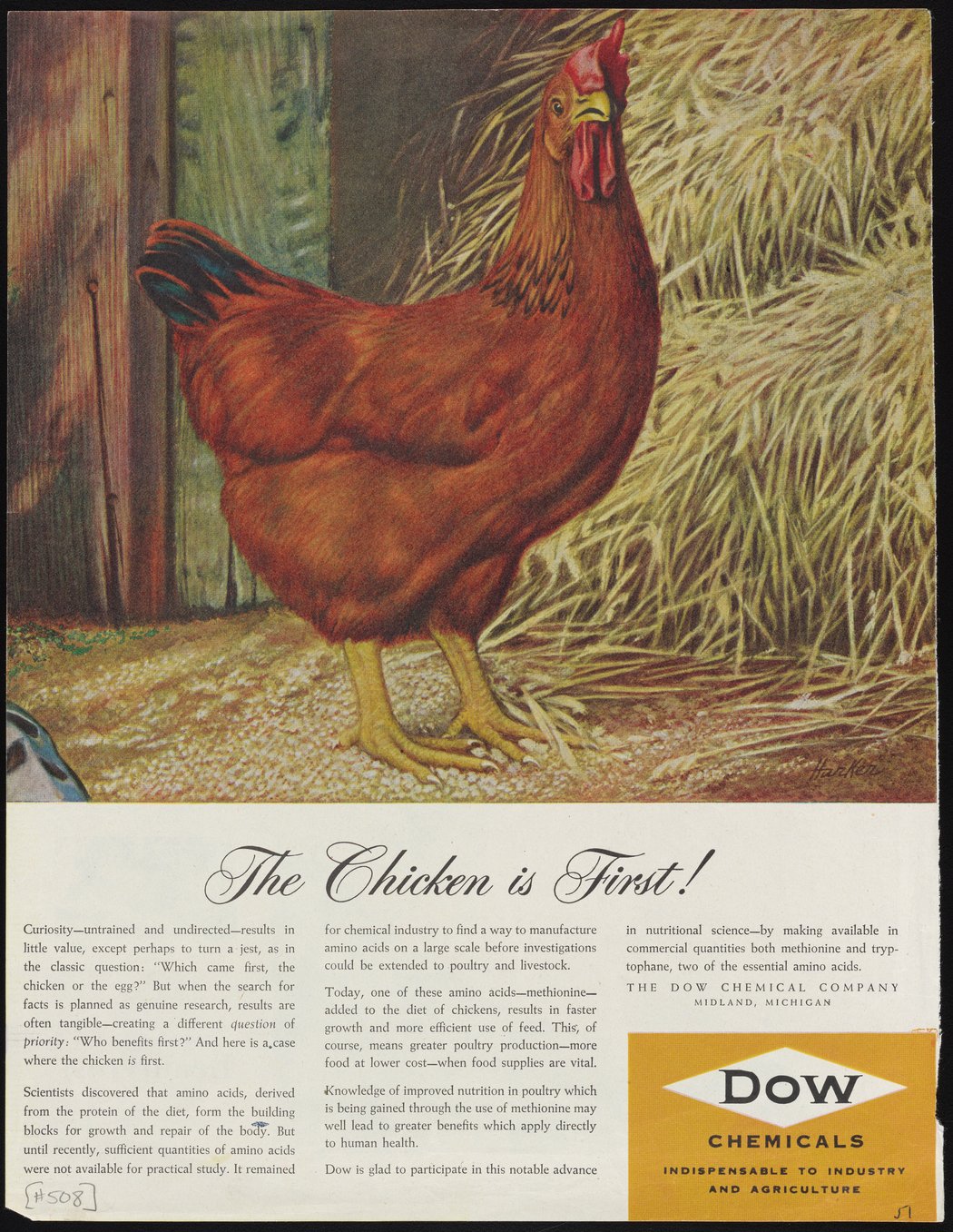 The Chicken is First!