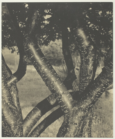 The Dancing Trees