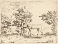 The Doe