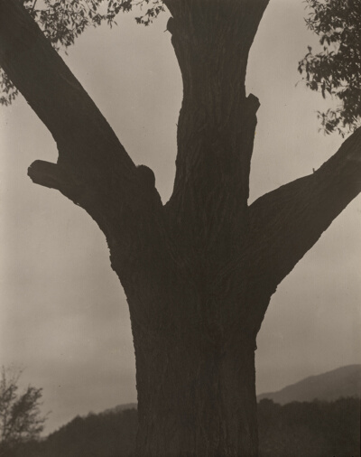 The Dying Chestnut