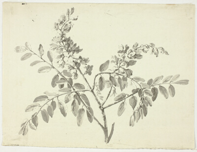The Flowering Branch