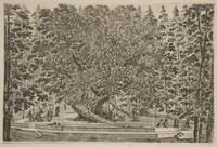 The Inhabited Tree