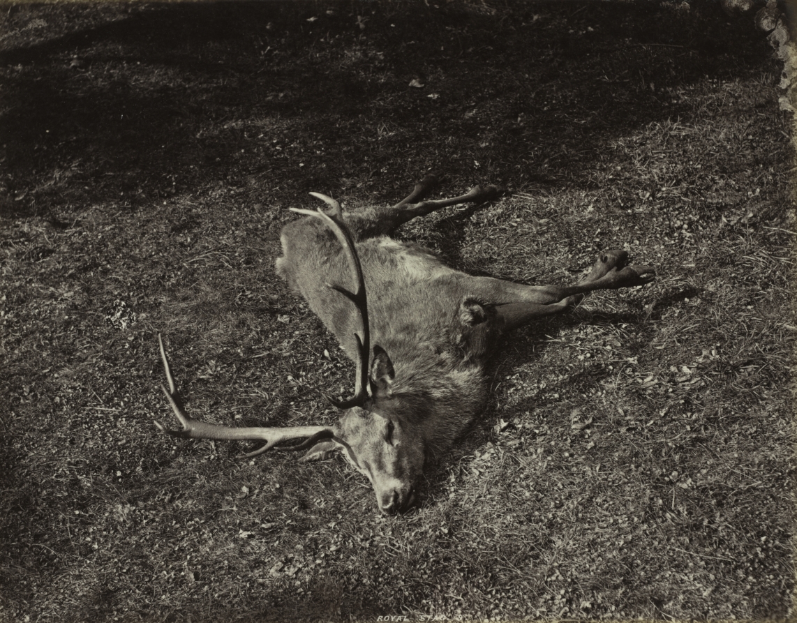 The Royal Stag
