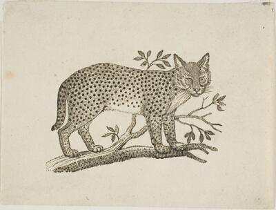 The Serval