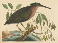 The Small Bittern (Ardea virescens)