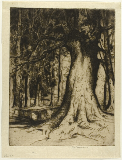 The Sycamore