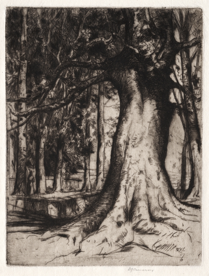 The Sycamore
