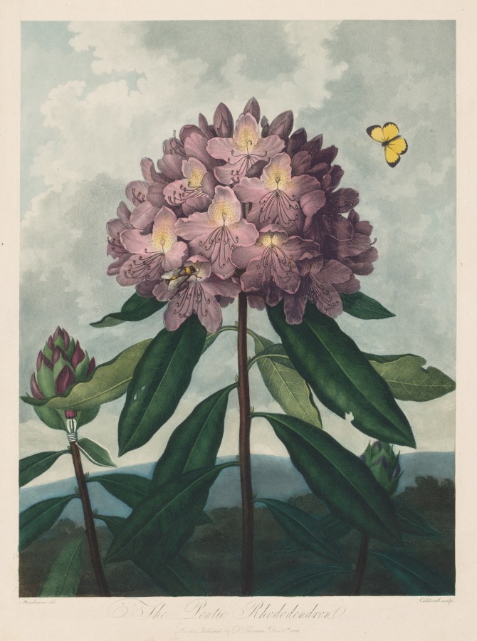 The Temple of Flora, or Garden of Nature:  The Pontic Rhododendron