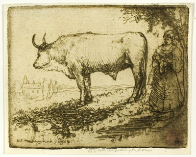 The White Ox