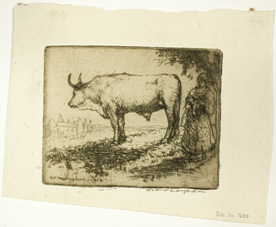 The White Ox