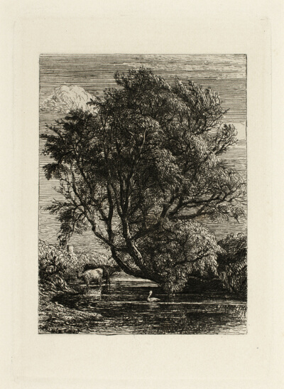 The Willow