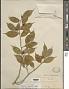Thea cuspidata Kochs