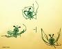 Thenus orientalis