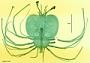 Thenus orientalis