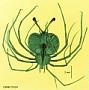 Thenus orientalis