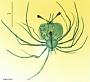 Thenus orientalis