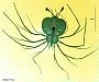 Thenus orientalis