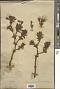 Thermopsis barbata Benth.